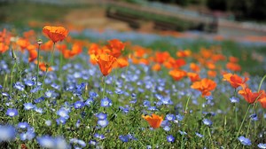 These lovely, innocent wildflowers are slowly dying. Thanks, climate change!