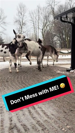 The Ultimate Don't Mess With Me Dance Challenge