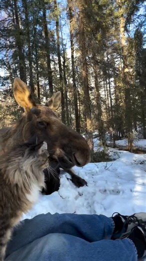 Big moose . 🎥: @akshiloh . | The Moose Meadow