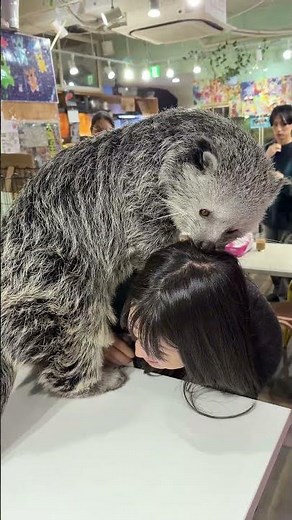珍しい動物にふれあえちゃうカフェが可愛すぎた…！#爬にまるカフェ#エキゾチックアニマル#動物カフェ#東京おでかけ