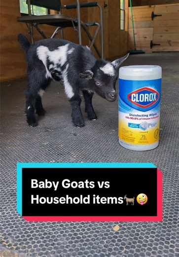 Baby Goats vs Household items🐐🤪 | Baby Goats