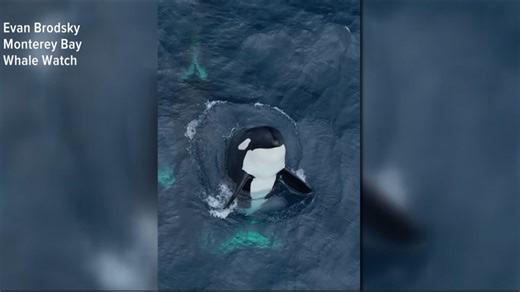 Rare video shows pod of 30 killer whales playing, socializing off California coast