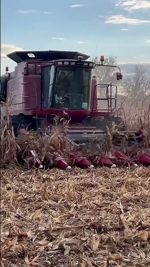 Case IH 2588 Harvesting 180 bu/ac Corn in Central MN! #farmmachinery #corn #farming #farm #combine