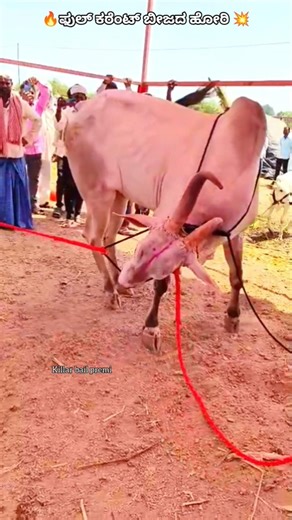ಉಮದಿ ಜಾತ್ರೆಯಲ್ಲಿ ಫುಲ್ ಕರೆಂಟ್ ಹೋರಿ 🔥💥 #cow #baffalo #bull #bullfarm #farming #murraha #bullfarm #cow