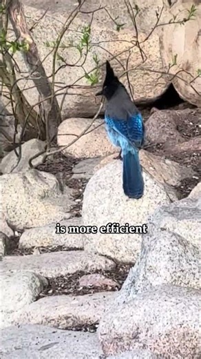 Why do some birds walk while others hop?