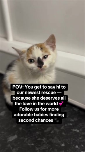 Whisker Haven Rescue on TikTok