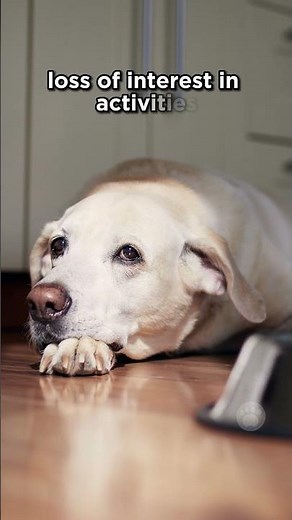 How to Tell If My Dog Is Depressed? #dogs