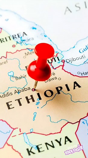 Hace 51 años se encontró Lucy, uno de los fósiles más importantes de la evolución humana. Con 3,2 millones de años, este Australopithecus afarensis reveló que nuestros ancestros caminaban erguisos antes de tener un cerebro grande. Un gran hallazgo en Etiopia. #biology #ciencia | Explorando Biologia