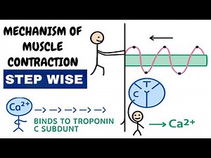Mechanism of muscle contraction step wise | Physiology #mbbs #bhms #neetpg #bams #nursing