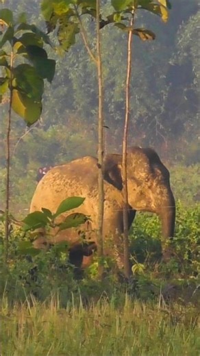 Angry Wild Elephant Running Fast #shorts #youtubeshorts #short #wildlife #elephant