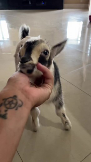 Bo the Goat Living Her Best Life as a Dog