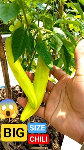Giant Chili Harvest from My Rooftop Garden! #nature #gardening #chili #bigsize #harvesting #garden