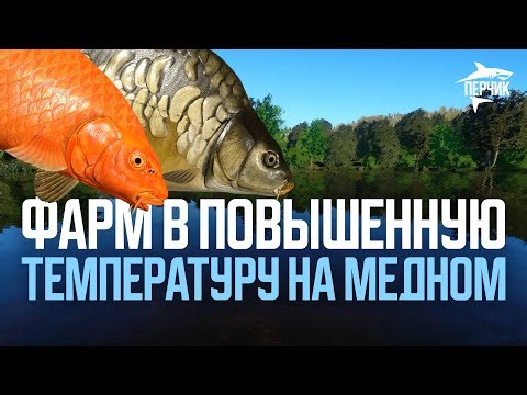 Медное в ПОВЫШЕННУЮ температуру воды ● Русская рыбалка 4 ● РР4