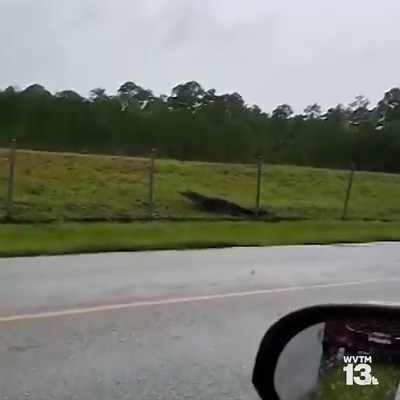3.6K reactions · 5.3K shares | SEE YA LATER, ALLIGATOR! Imagine driving up on this fella jumping a fence during your daily commute  : Christina Stewart/Facebook | WVTM 13 | Facebook