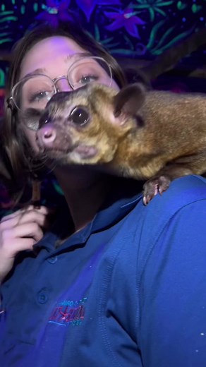 Meet Banana Bread the Kinkajou - Unique Facts and Cuteness Overload!