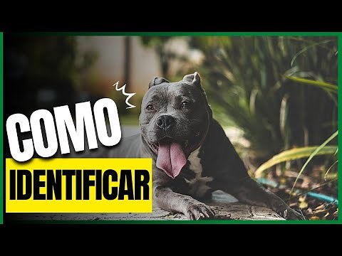 4 Steps to Identify a PITBULL Dog