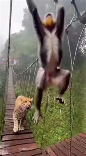 Bridge Escape: Mandrill vs. Leopard Ambush! 🐒🐆 #JungleSurvival #EpicChase #WildAction