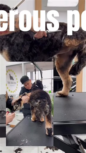 ✂️Ｐｕｐｐａｒａｚｚｉ Ｐｅｔｓ✂️ on Instagram: "Just because a leg can go there… doesn’t mean it should. Dogs aren’t built to have their hips cranked past their natural bend. And if there’s a pre-existing condition—or one you don’t even know about—you can absolutely create pain without realizing it. Think about it: when we’re kids, we’re flexible. As we age, that changes. Dogs are no different. Improper holds. Legs lifted too high. Held too long. Table too low. Body mechanics ignored. That wiggle you’re figh