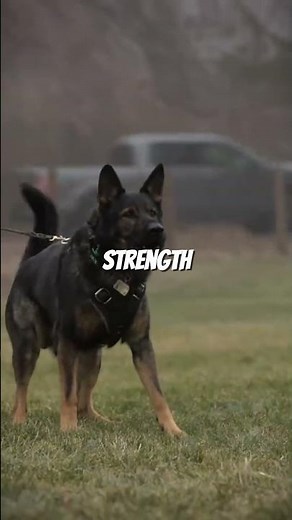 Top 5 Fastest Guard Dogs in the World | Speed & Power Countdown