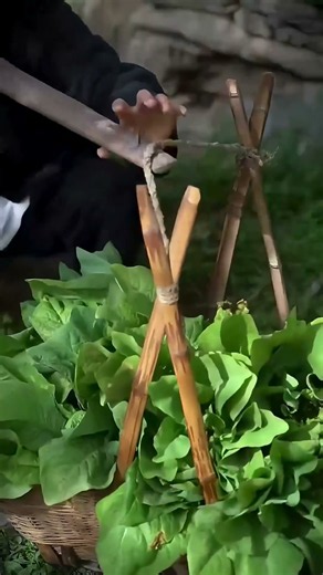 Lettuce Longevity Fresh All Year with Simple Drying Tips