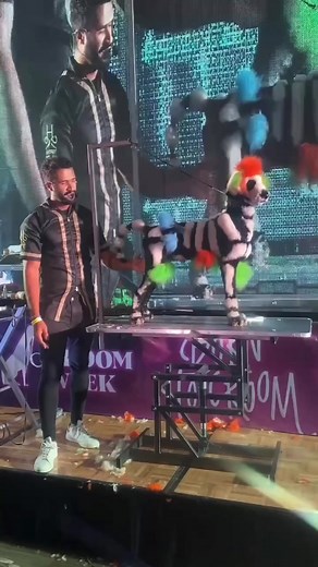 I wish I had taken more videos of the dogs, but I’m super happy how they turned out. Thank you Groom Week for such a nice event, thank you Tristian and Isme for being such a great friend and support. Thank you everyone that came to my seminar, I was overwhelmed with so much love ❤️ 🙏. #doggroomer #cutedog #diadelosmuertos #dayofthedead #halloween #creativegrooming