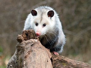 Video: Opossum Terrifies NYC Bar Until Alaskan Woman Takes Charge