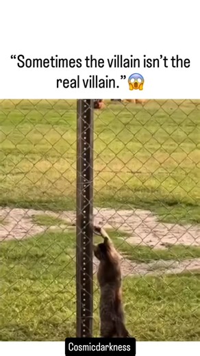 planet | Nature 🌍 on Instagram: "The video delivers an engaging 29-second breakdown explaining why chickens are scientifically regarded as the closest living relatives of Tyrannosaurus rex, transforming an ordinary farm animal into a modern echo of Earth’s most iconic predator. It outlines how birds evolved from small theropod dinosaurs—the same lineage as T. rex—and highlights shared traits such as hollow bones, three-toed limbs, similar hip structures, and egg-laying behavior. The clip also r