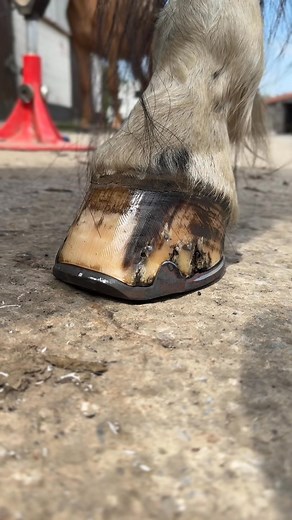 How i Fit a set toe! 🐴🐴 #horse #work #fyp #equestrian #passion | Swfarriers