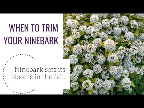 When to Trim Your Ninebark | www.gardencrossings.com