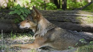 The wolf, Canis lupus, also known as the grey wolf or timber wolf is a canine native to the wilderness and remote areas of Eurasia and North America.