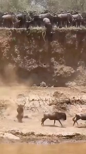 The great buffalo migration, a journey of courage. #wildlife #wildanimals | Patrick Autos