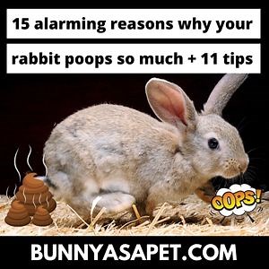15 Alarming Reasons Why Your Rabbit Poops So Much   11 Tips