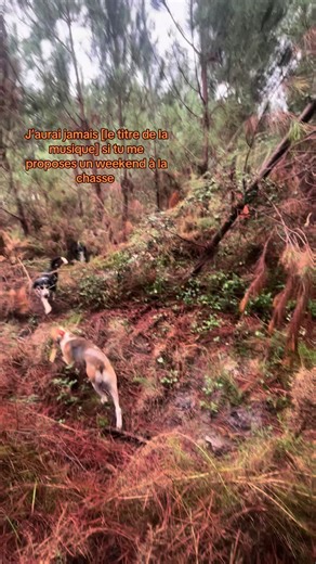 #pourtoiii #prt #fyp #chasse #chassetricolore