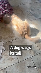 4K views · 128 reactions | Dog body language #doglover #dogsofinstaworld #dogsofinstagram #petsofinstagram #dogsterdogs #goldenretriever #dog #dogs #doglife | Denali The Dog | Facebook