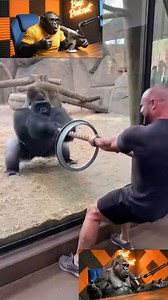 chimp interviews gorilla #reels #fyp #funny #crazy #today | Immanuel Zitha