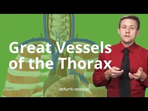 How Blood Flows: Great Vessels of the Heart 🌟