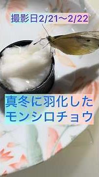 真冬に羽化したモンシロチョウ #モンシロチョウ #モンシロチョウ飼育初心者の記録 5 #butterfly #nature #insect #昆虫