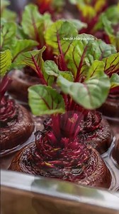 Learn how to grow your own food 🍅🥬 in your home hydroponic garden #hydroponics