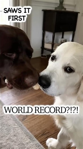 World’s Longest Treat Standoff