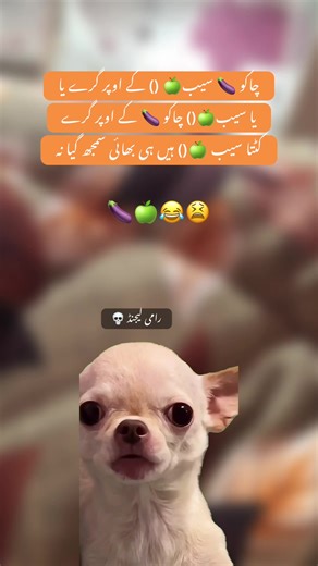 Smja: Funny Memes for Girls and Boys