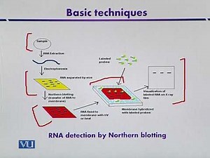 Northern Blotting | Introduction to Biotechnology | BIO5101_Topic164