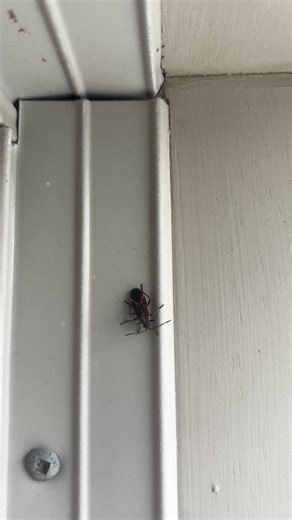 What do boxelder bugs look like? | Summit Pest Control