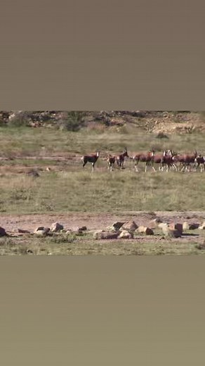 Good shot on Blesbuck | Lategan Safaris