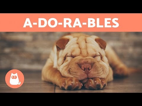 10 CUTEST DOG BREEDS in the WORLD 🐶❤️