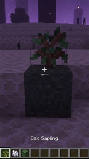 Can trees grow in the nether? #minecraft #thoughtexperiments #cozygaming #nether