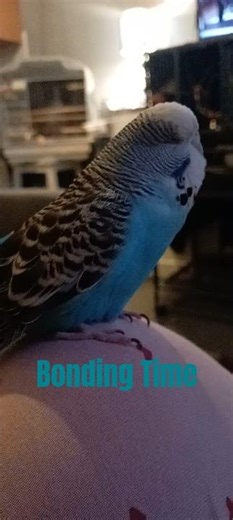 Saphi and I watch Netflix (can't hear it, though) 😆🐦