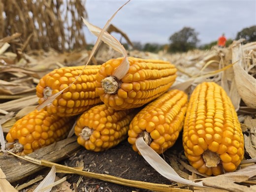 Hand Harvested Squirrel & Deer Corn, 5 Ears - Etsy