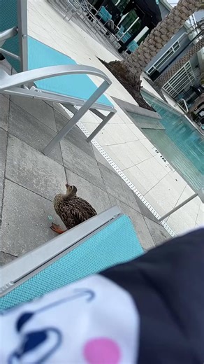 This duck was my buddy. We did everything together. Then they took him away, and now I m sad #fyp #fjoutlaw #kingofthetrailer #animals #duck #florida #pool #sad #storytime | Herman Swagot