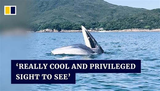 Warm whale-come: Sailing coach recounts rare sighting of giant mammal in Hong Kong