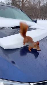 Security camera footage shows a funny scene where a red squirrel ends up racing on a sliding sheet of snow. As the snow slowly moves down a car windshield, the tiny runner sprints nonstop to keep its balance. Once the snow drops away, the squirrel continues its dramatic act, rolling and spinning as if starring in a comedy show. This AI-generated clip is shared for pure entertainment. #FunnyAnimals #SquirrelLife #aivideocreation | Mundo Videos